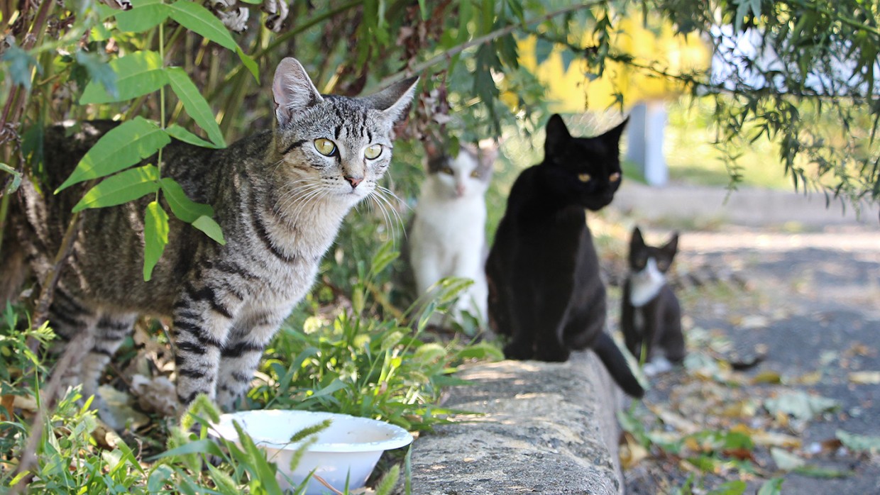 Feral Cats Sitting