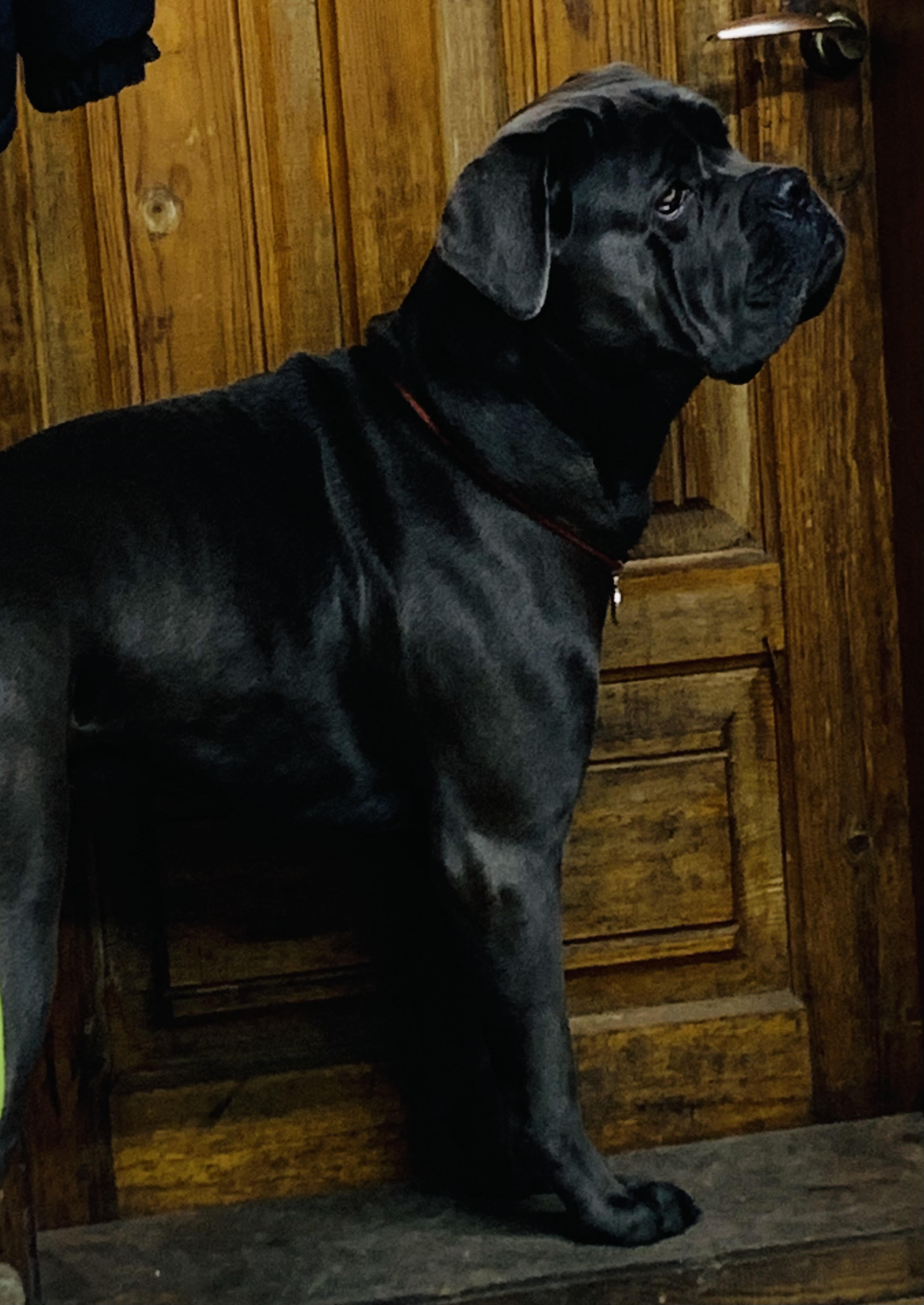 Cane Corso