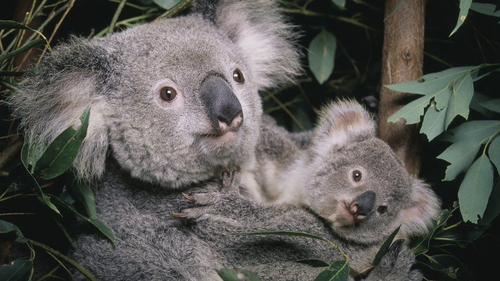 koalas