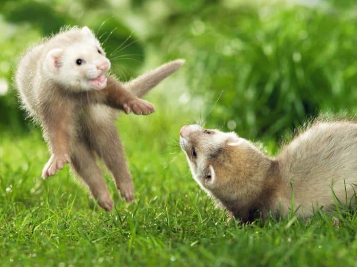 playing ferrets