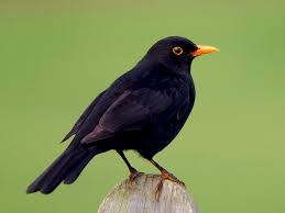 Blackbird