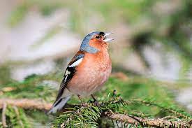 Chaffinch