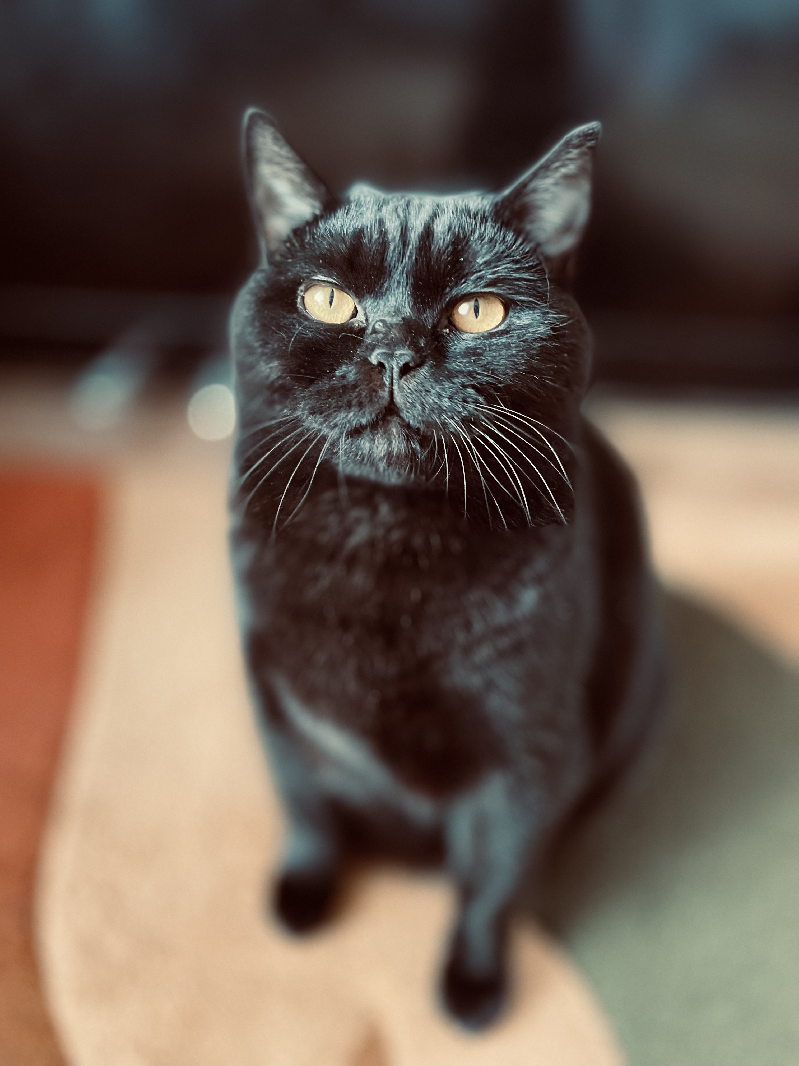 Black cat
