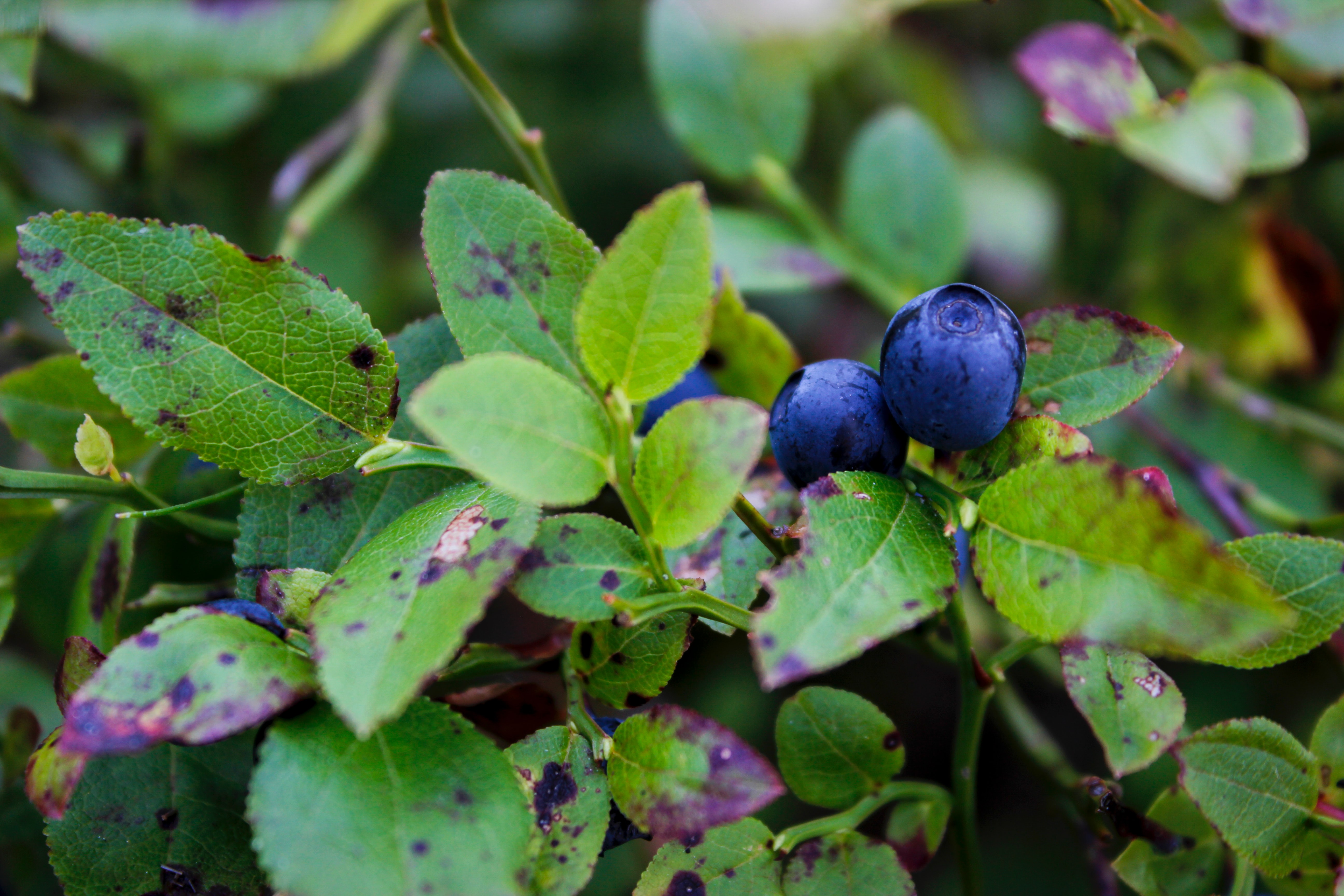 wild blueberries