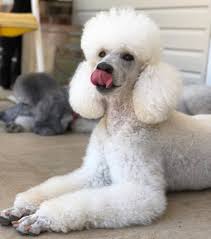 Poodle