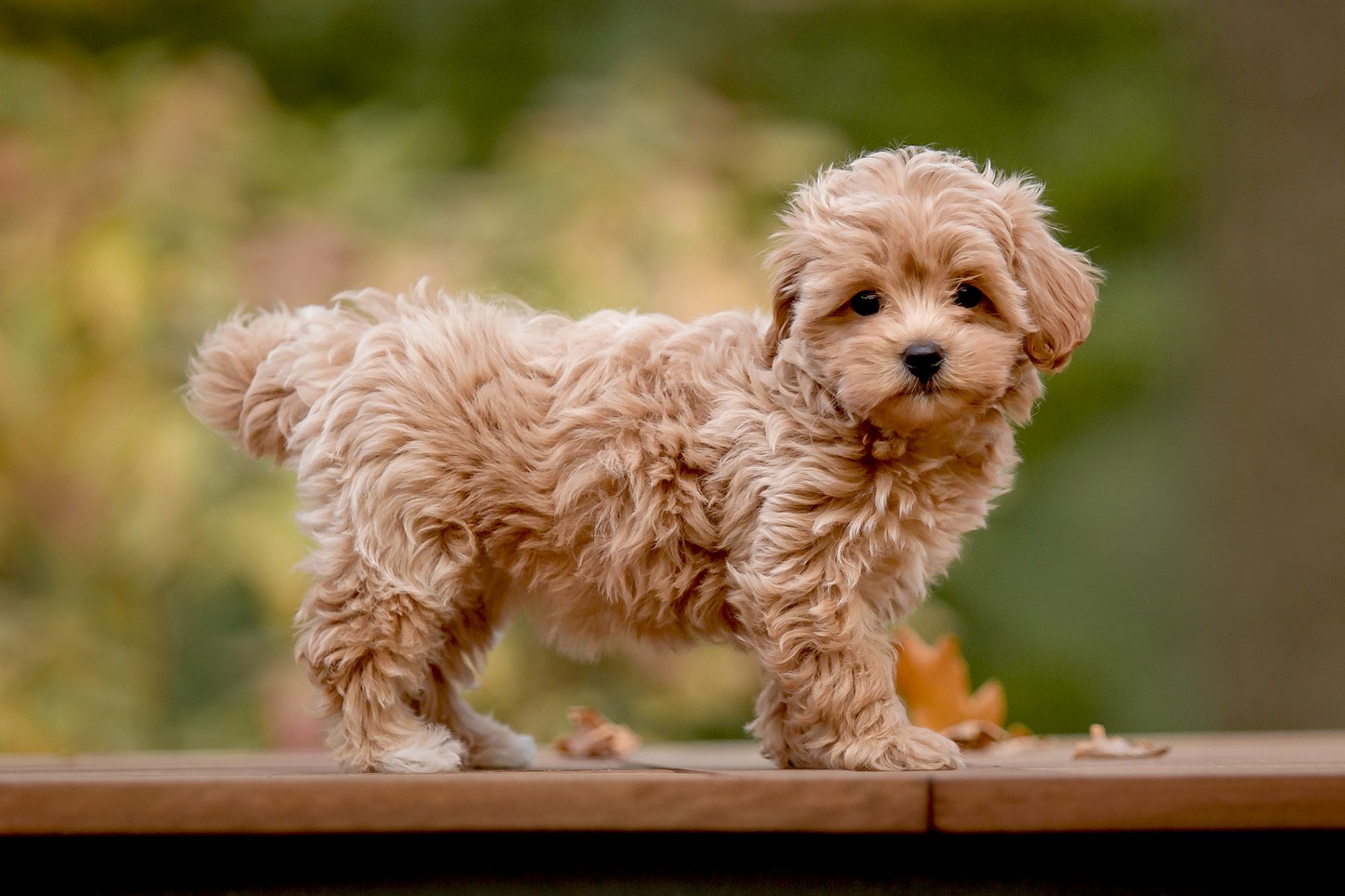Maltipoo Dog