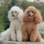 poodles