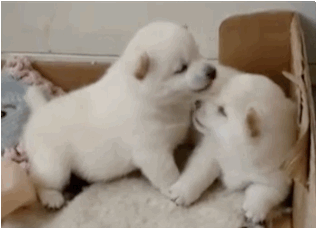 puppies-playing