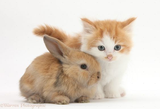 kitten-and-bunny