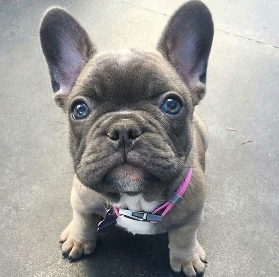 French Bulldog🐶