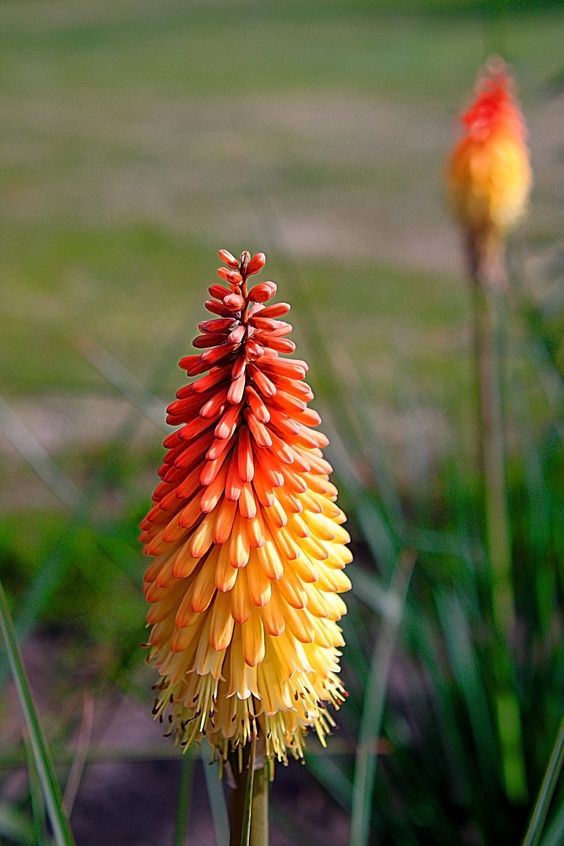 kniphofia