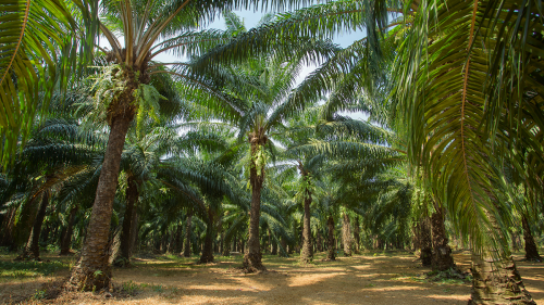 an oil palm plantation