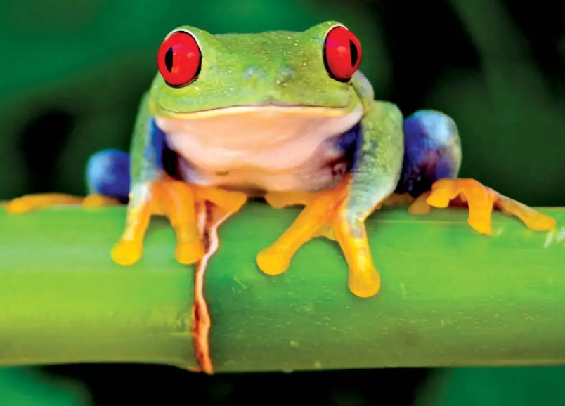 Red-Eyed Tree Frog