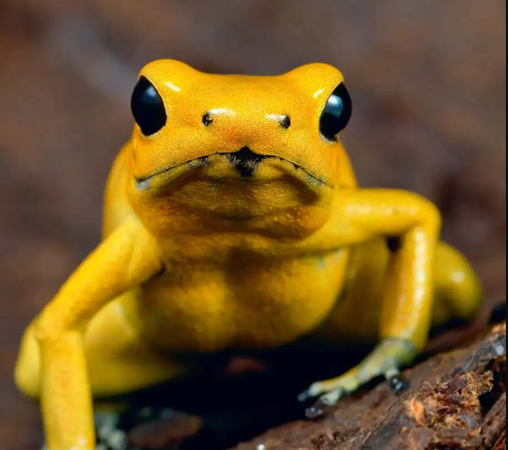 Golden Poison Frog
