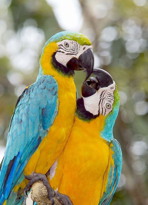 parrots