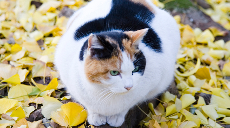 Calico Cat
