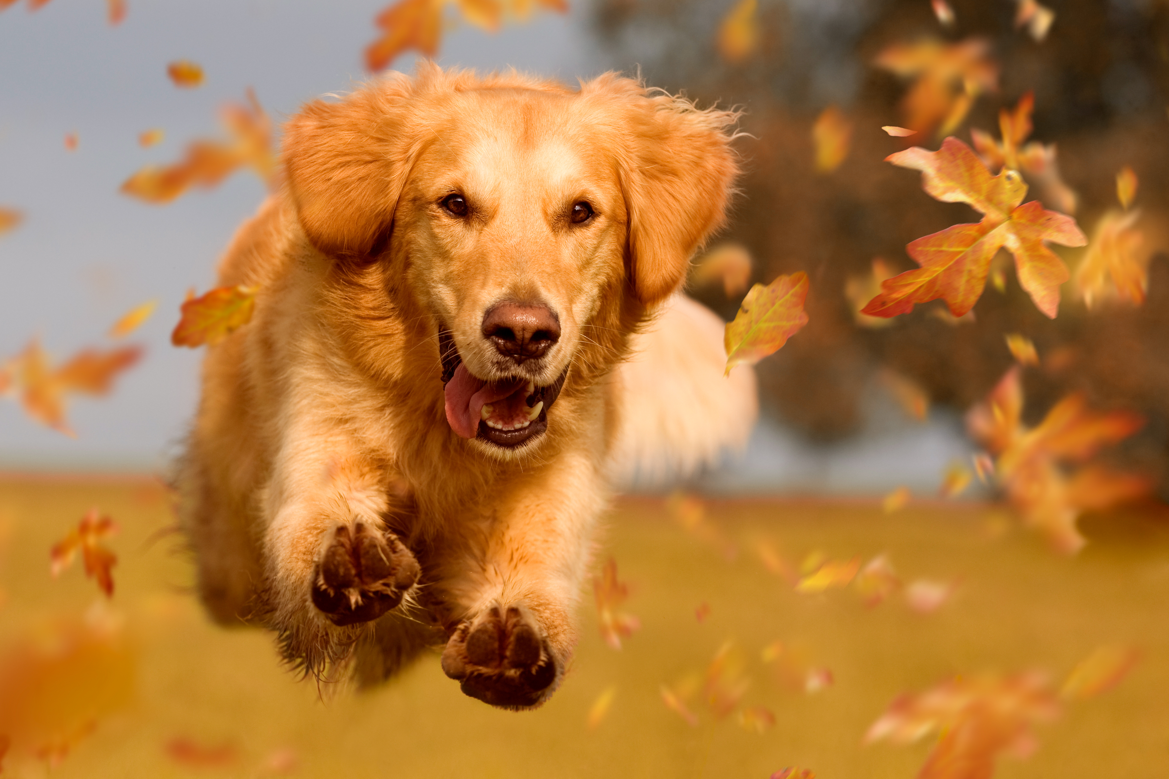 dog-running-through-autumn-leaves