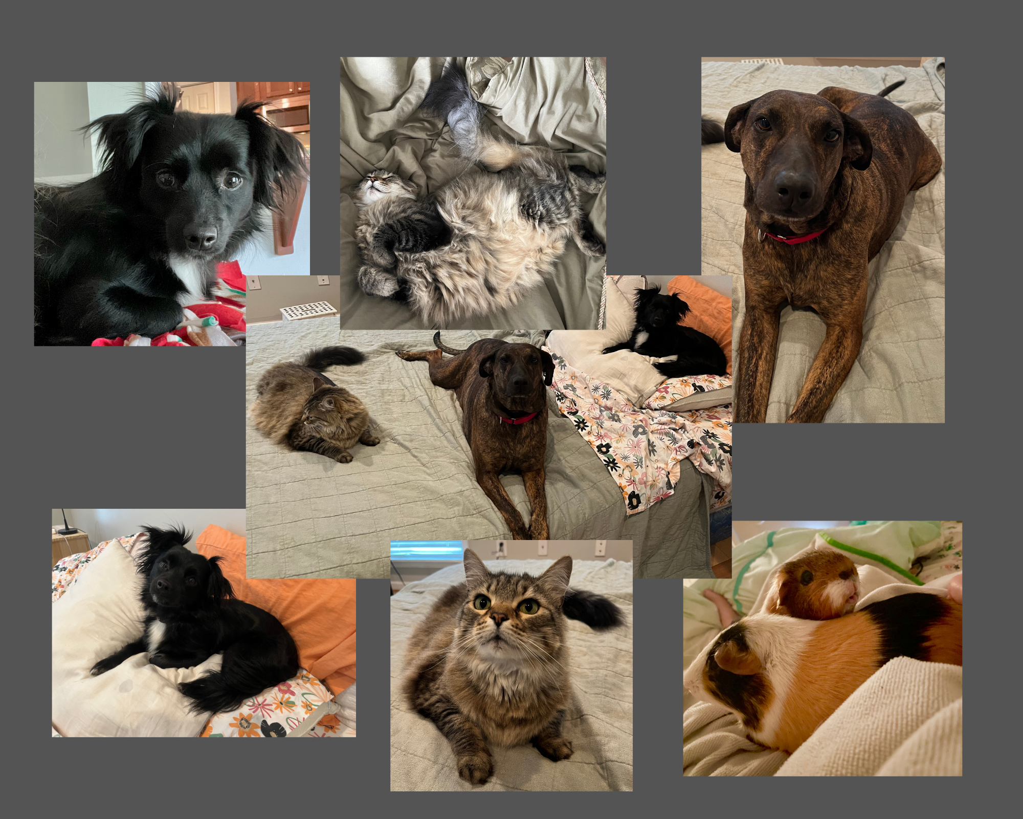 Rescues from top left: Lucy, Lynx, Oonagh, Whiskers, Rocky, Lynx, Lucy