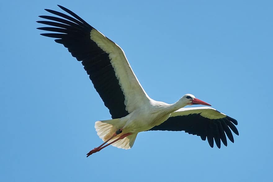 White Stork flying