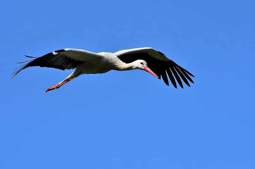 White Stork flying