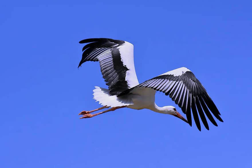 White Stork flying
