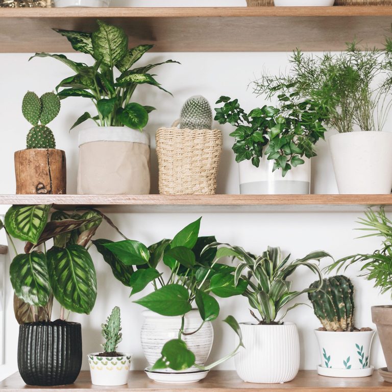house plants on shelves