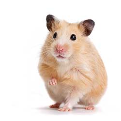 hamsterphoto