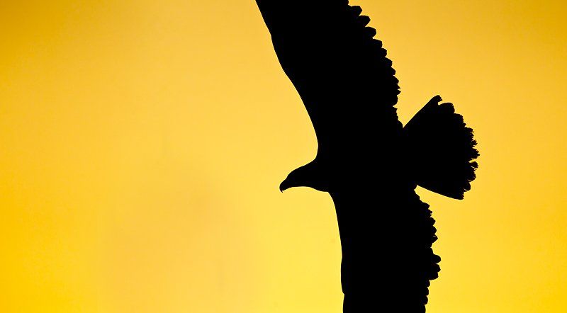 soaring bird