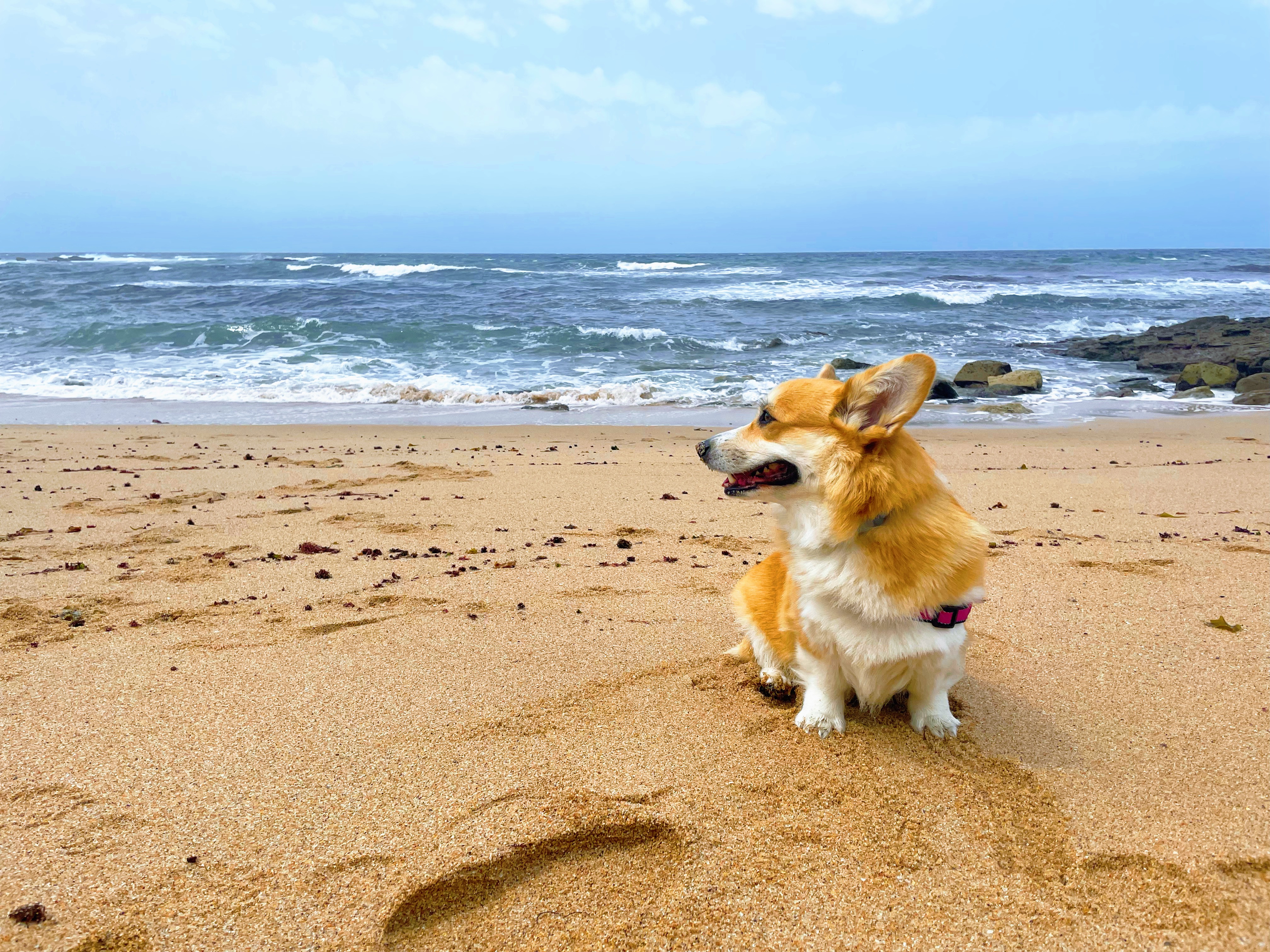 A welsh corgi named Beauty