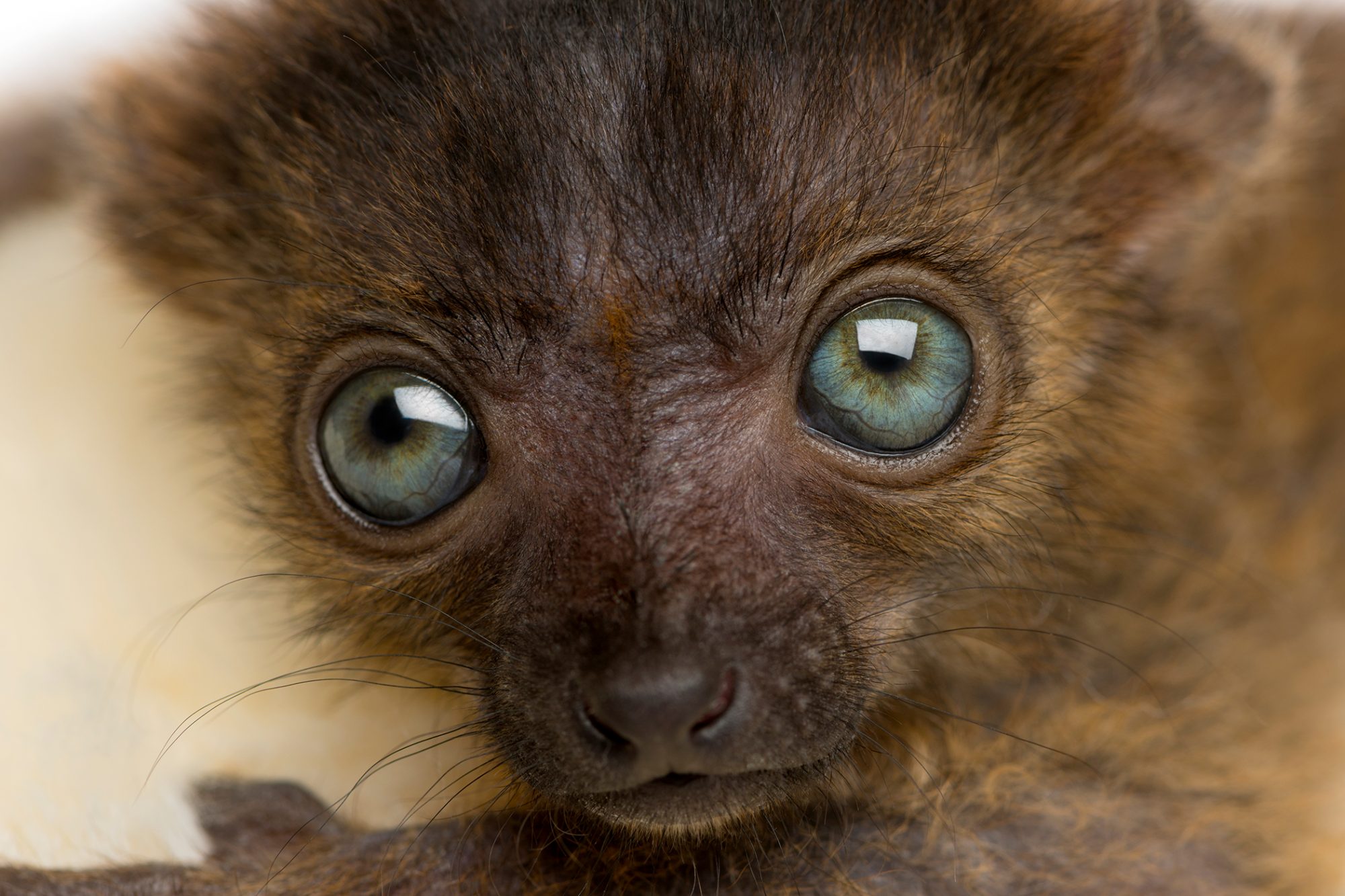 Baby Lemur