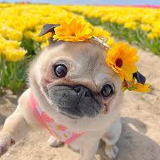 Cute Pug with flowers