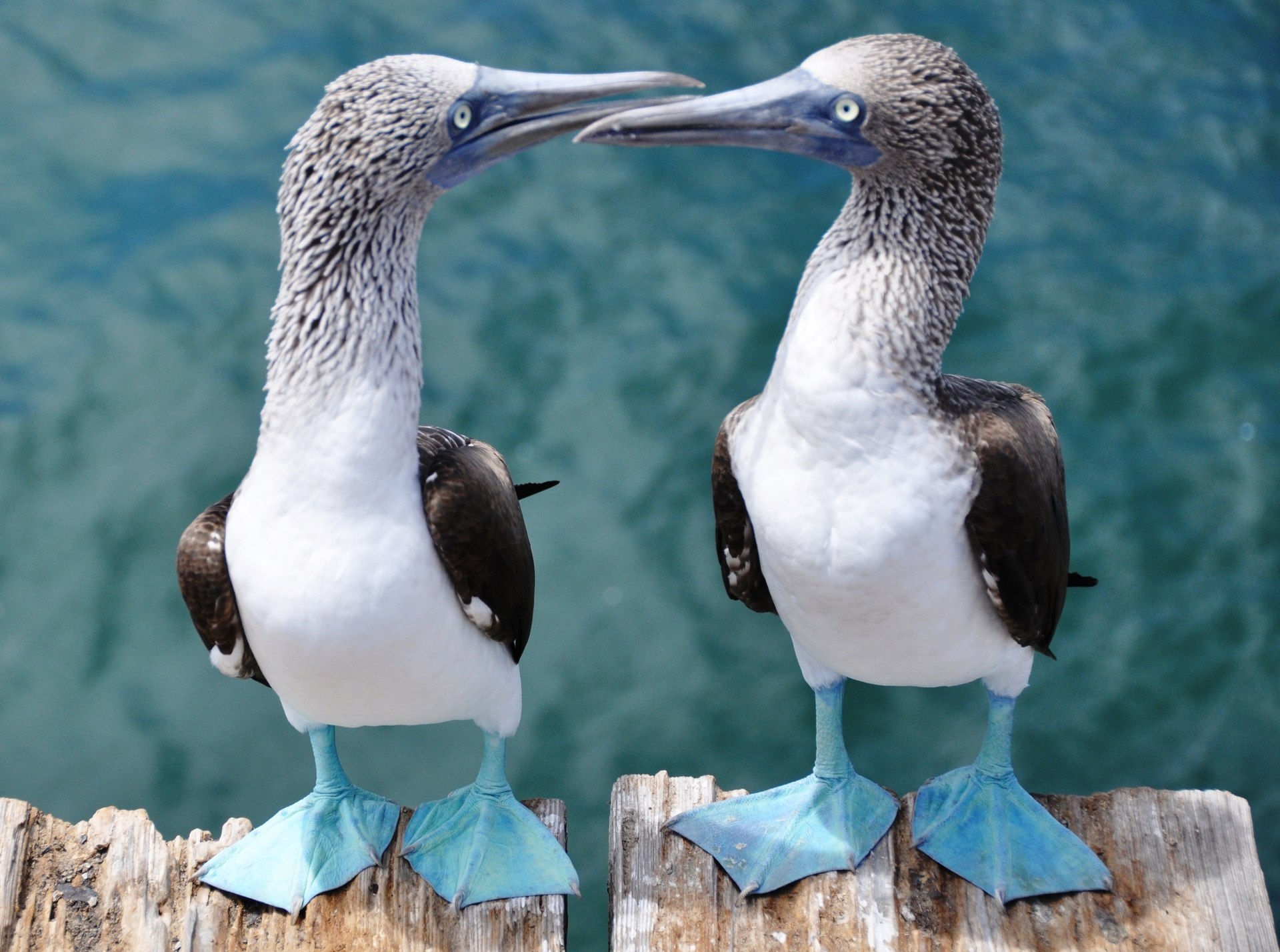 Blue-footed booby