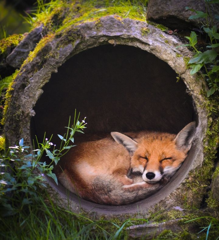Sleeping Fox