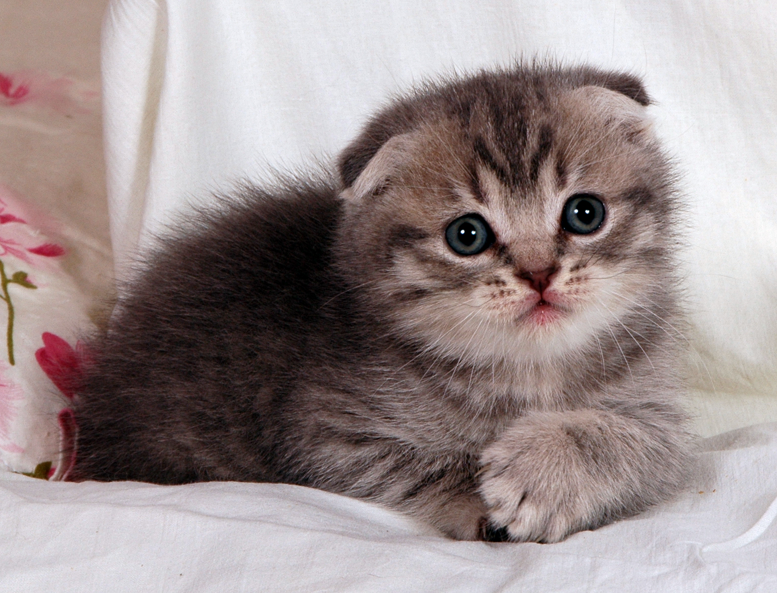 Scottish Fold Cat