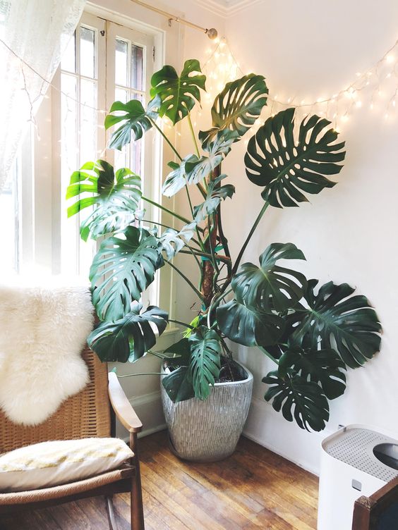 Monstera deliciosa