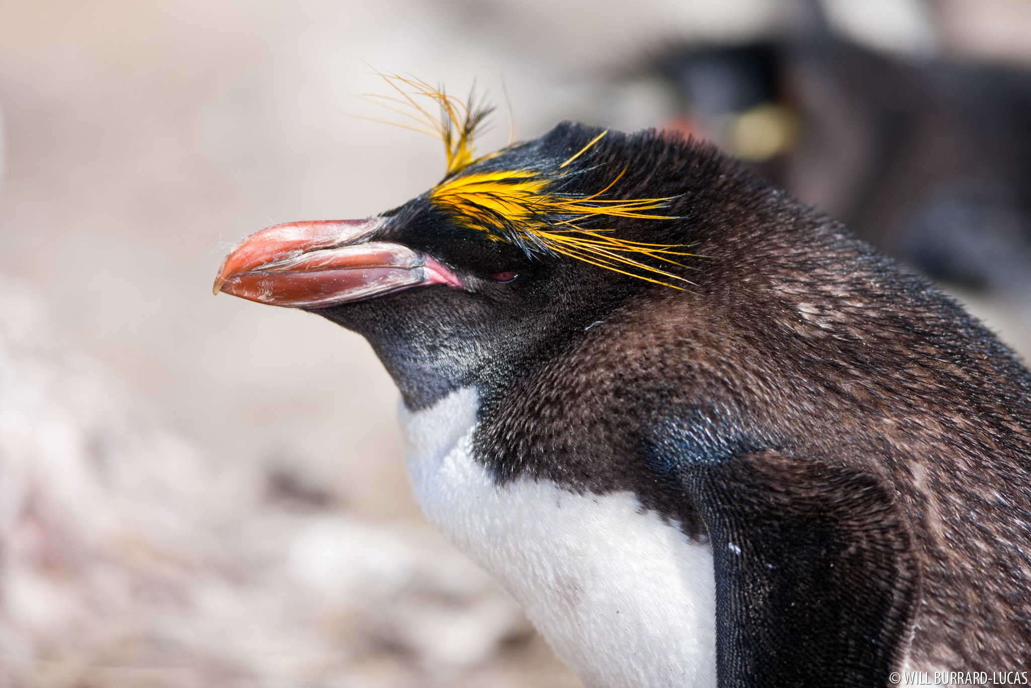 Macaroni_penguin
