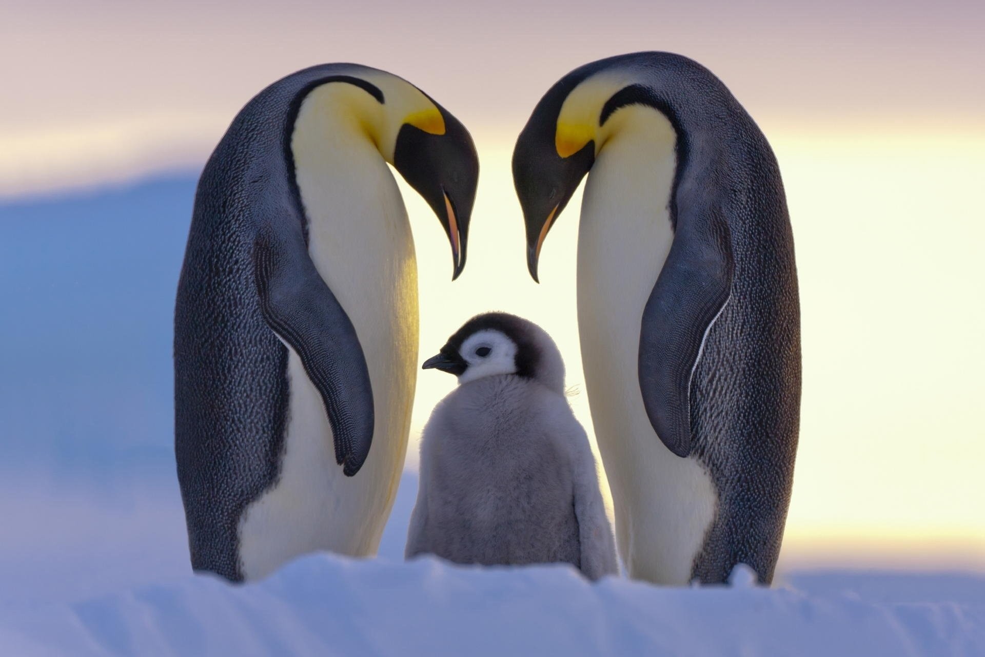 Emperor Penguins