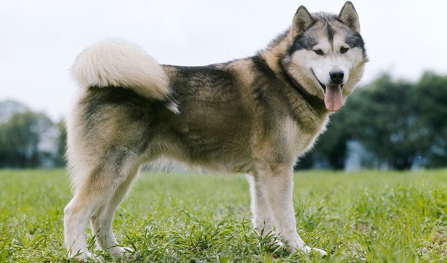 Alaska Malamute