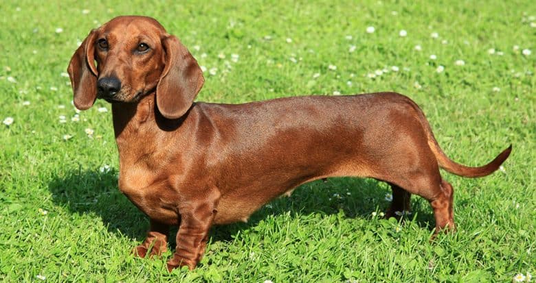 Dachshund