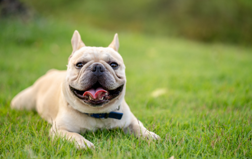 French Bulldog