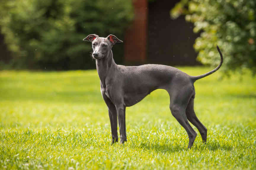 Italian Greyhound