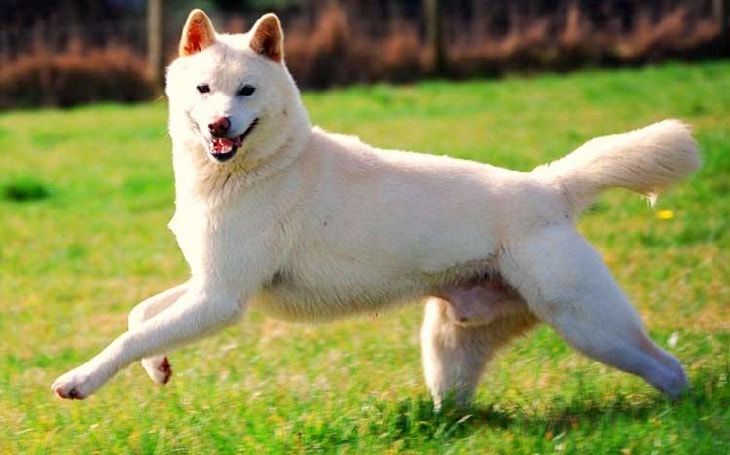 Korean Jindo Dog