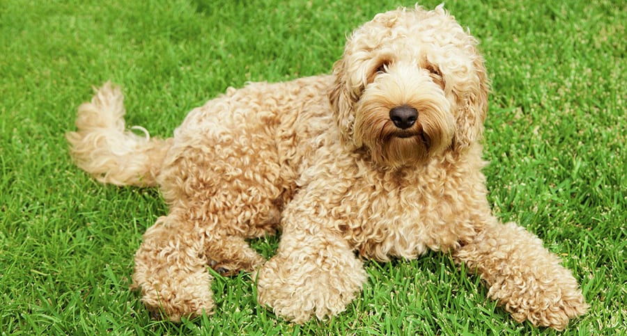 Labradoodle