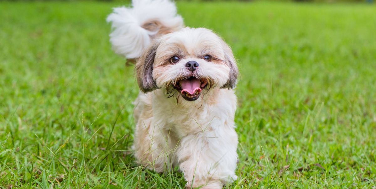 Shih Tzu