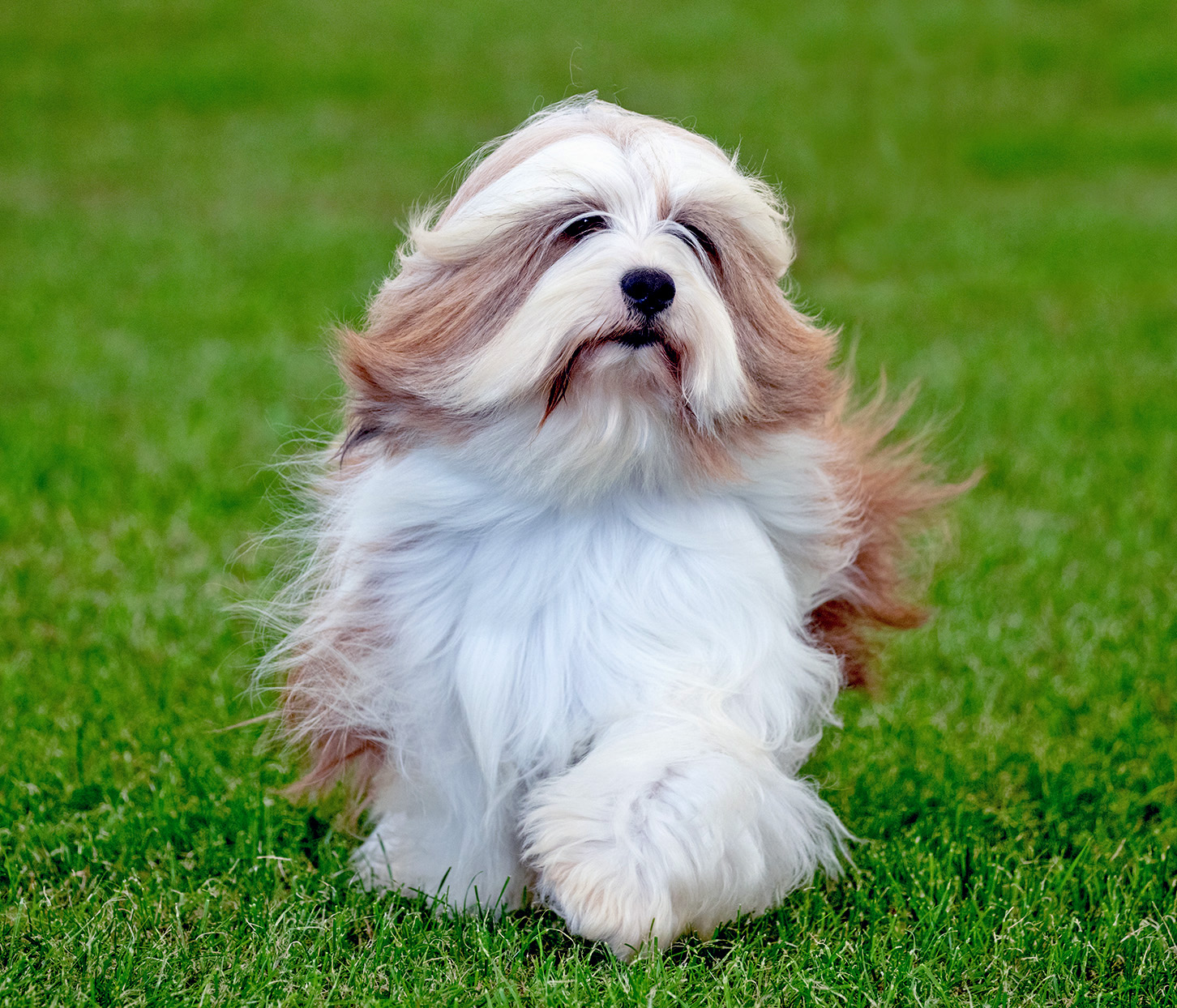 Tibetan Terrier