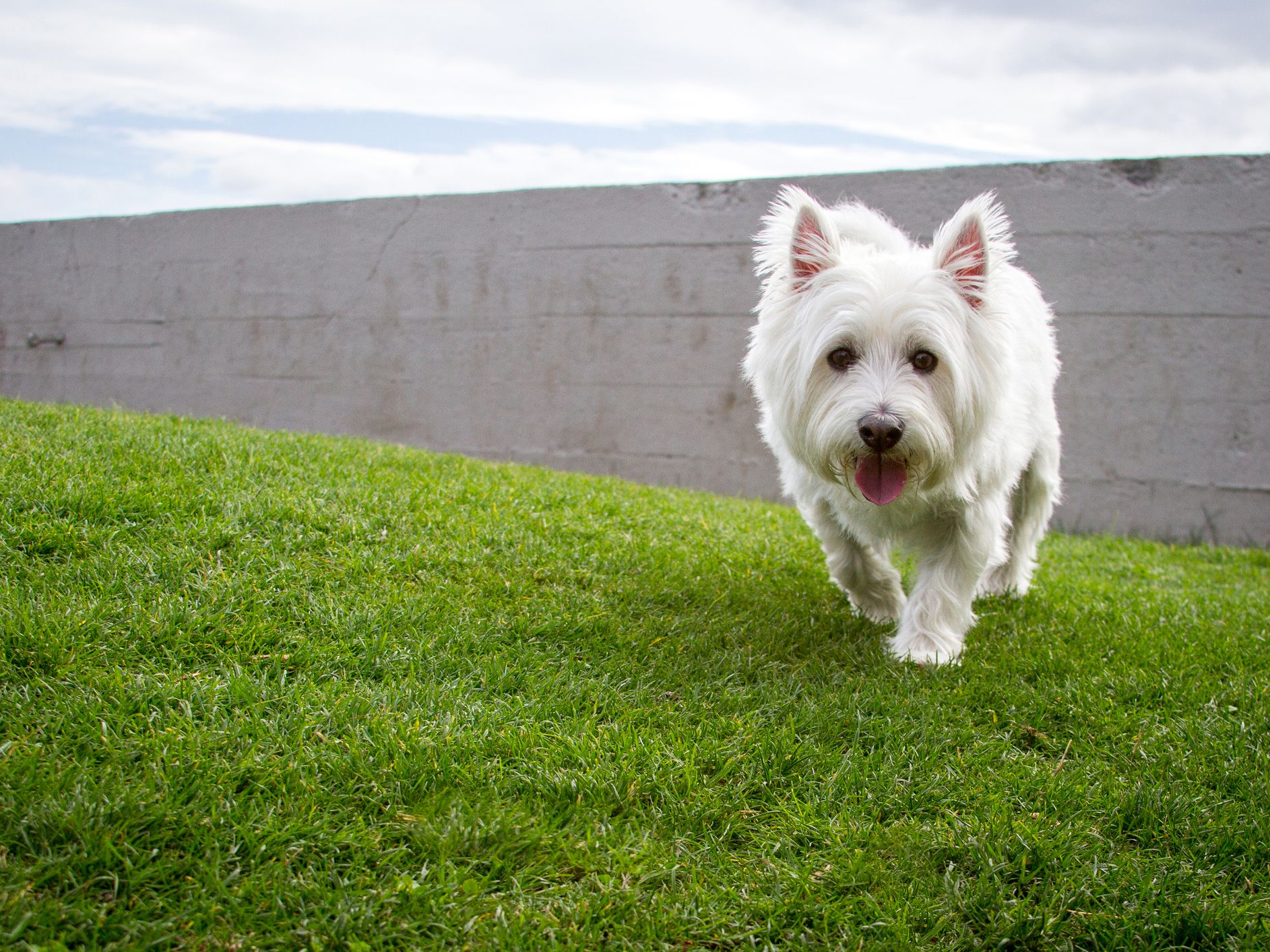 West Highland White Terrier
