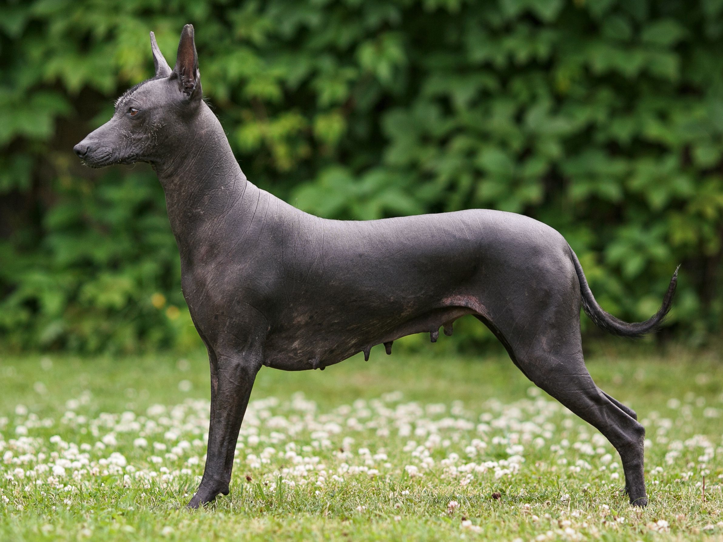 Xoloitzcuintli