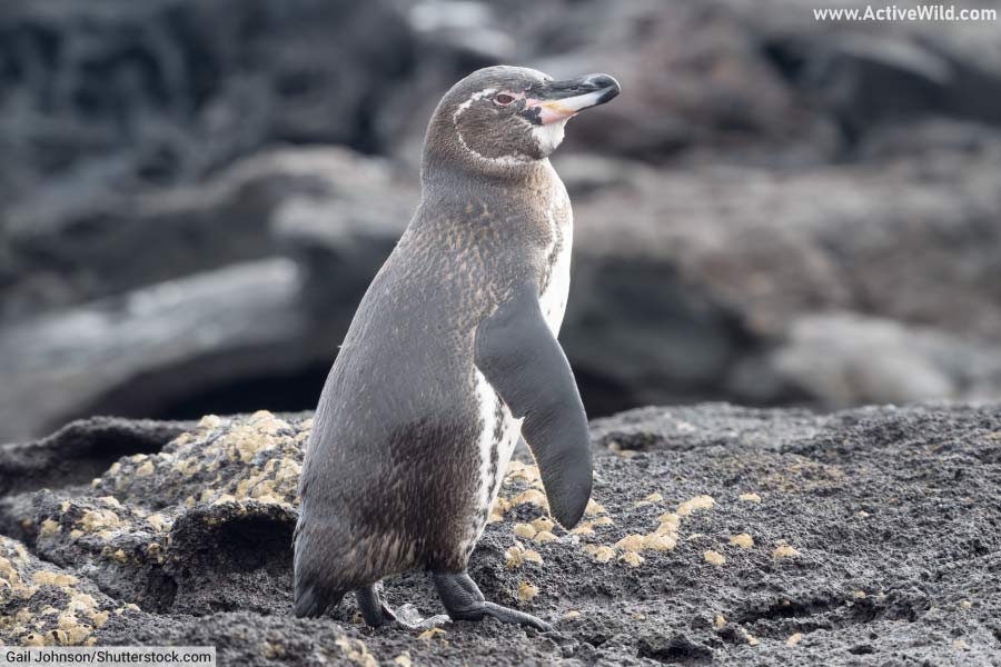  Galápagos Penguin