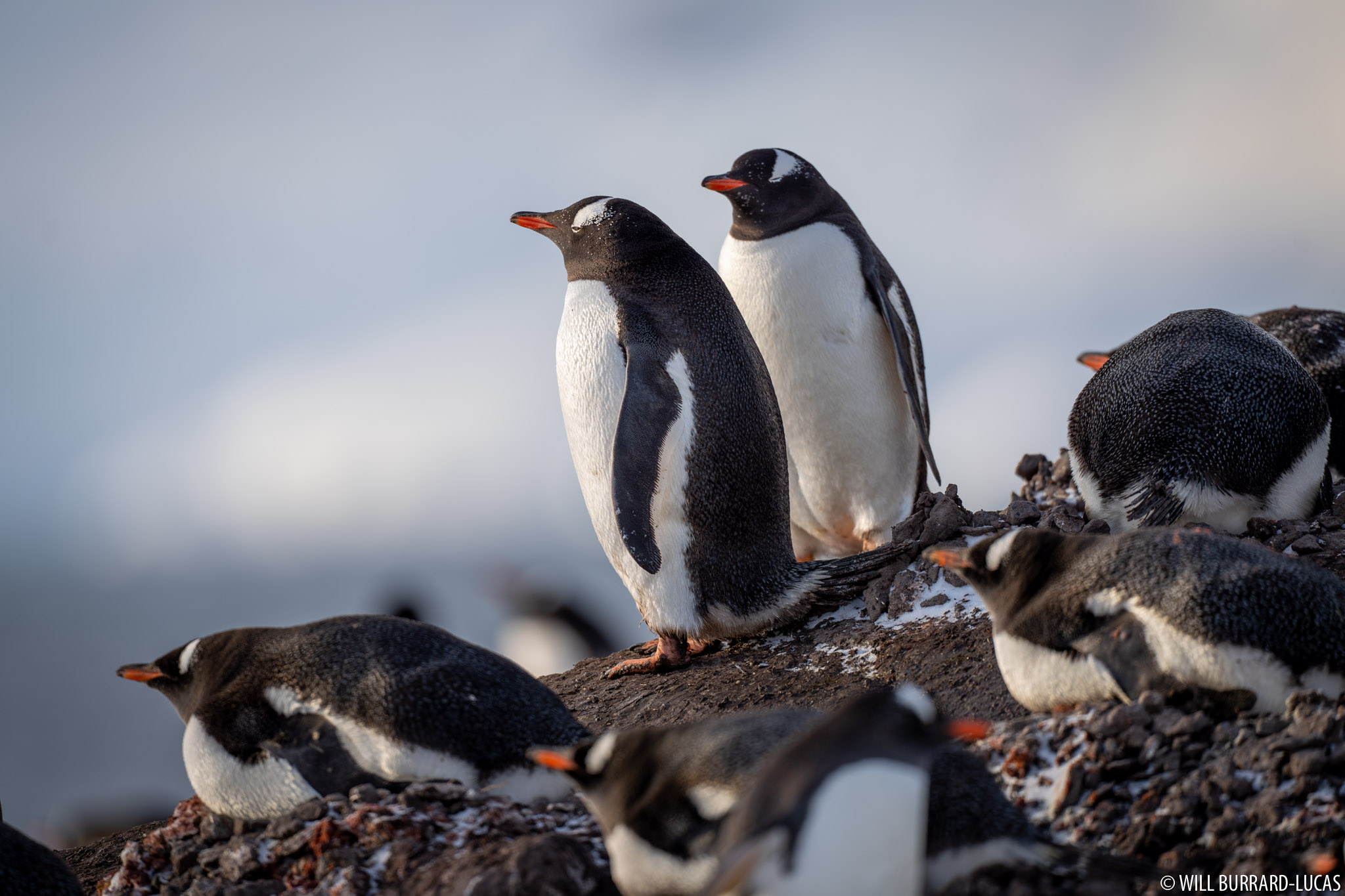 Gentoo penguin