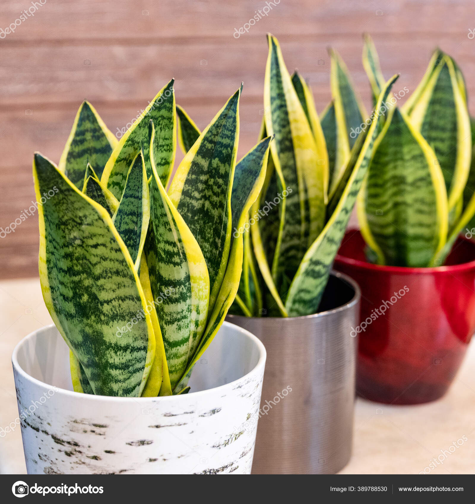 Snake plants